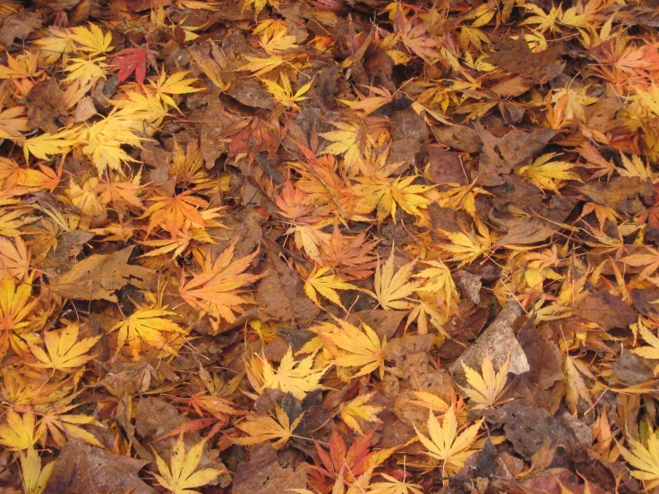 Autumn colour_5